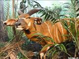 Museo de Vida Silvestre - SAN JUAN